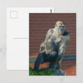 Gorilla die op een rots zit briefkaart (Voorkant / Achterkant)