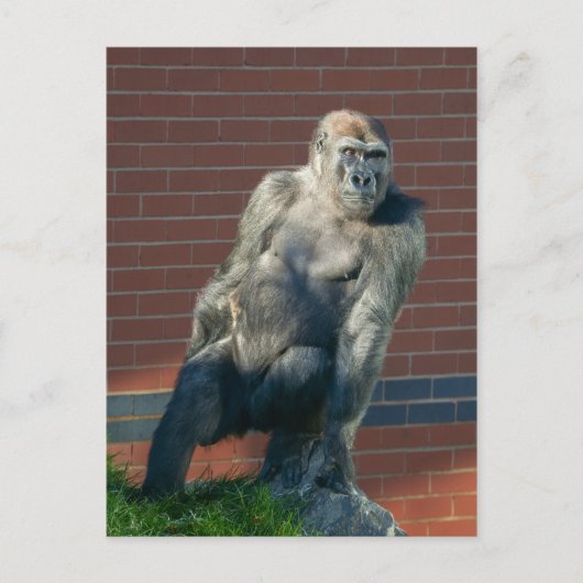 Gorilla die op een rots zit briefkaart (Voorkant)
