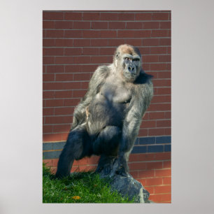 Gorilla die op een rots zit poster
