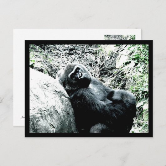 Gorilla Diva Briefkaart (Voorkant / Achterkant)