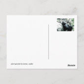 Gorilla Diva Briefkaart (Achterkant)