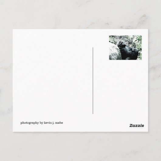Gorilla Diva Briefkaart (Achterkant)