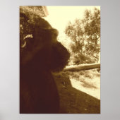 Gorilla Dreams Poster (Voorkant)