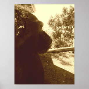 Gorilla Dreams Poster