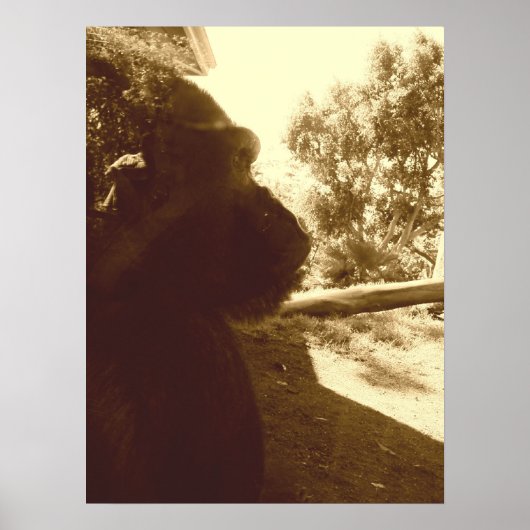 Gorilla Dreams Poster (Voorkant)