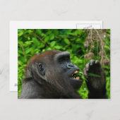Gorilla Eating Salad Briefkaart (Voorkant / Achterkant)