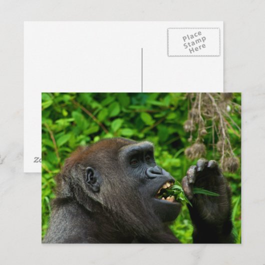 Gorilla Eating Salad Briefkaart (Voorkant / Achterkant)