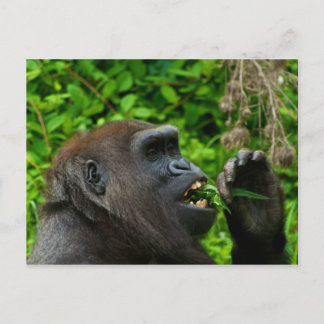 Gorilla Eating Salad Briefkaart