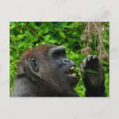 Gorilla Eating Salad Briefkaart (Voorkant)