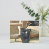 Gorilla eet zijn lunch, Dier, Wildlife, Ape Briefkaart (Staand voorkant)