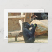 Gorilla eet zijn lunch, Dier, Wildlife, Ape Briefkaart (Voorkant / Achterkant)