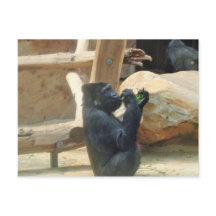 Gorilla eet zijn lunch, Dier, Wildlife, Ape