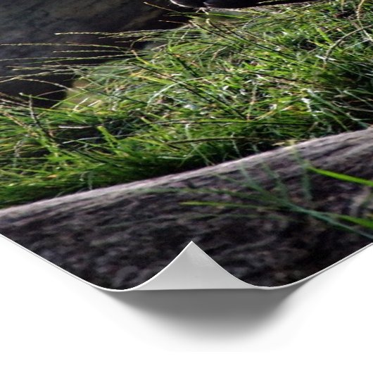 Gorilla en de zon poster (Hoek)