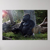 Gorilla en de zon poster (Voorkant)