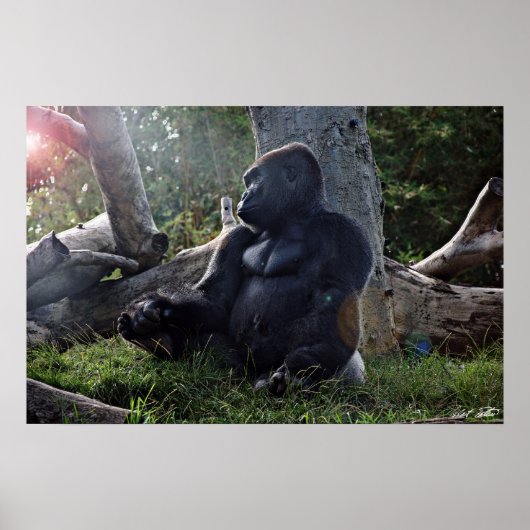 Gorilla en de zon poster (Voorkant)