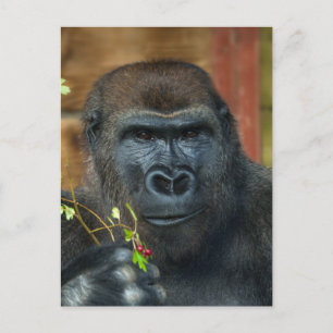 Gorilla en zijn bessen briefkaart