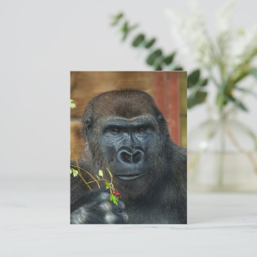 Gorilla en zijn bessen briefkaart (Staand voorkant)