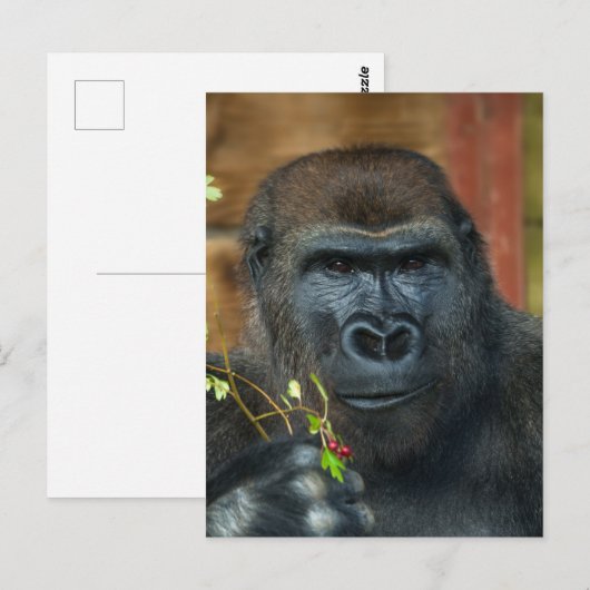 Gorilla en zijn bessen briefkaart (Voorkant / Achterkant)