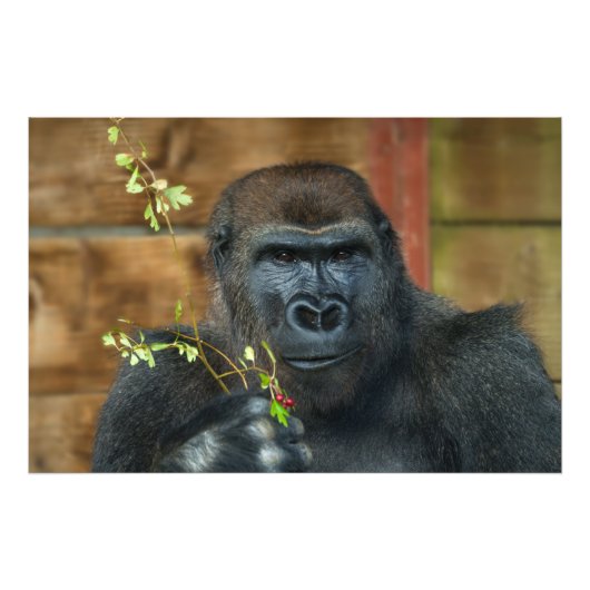 Gorilla en zijn bessen foto afdruk (Voorkant)