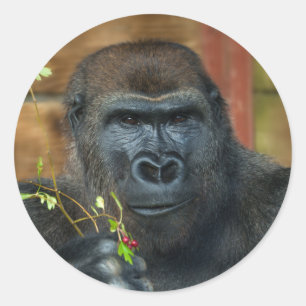 Gorilla en zijn bessen ronde sticker
