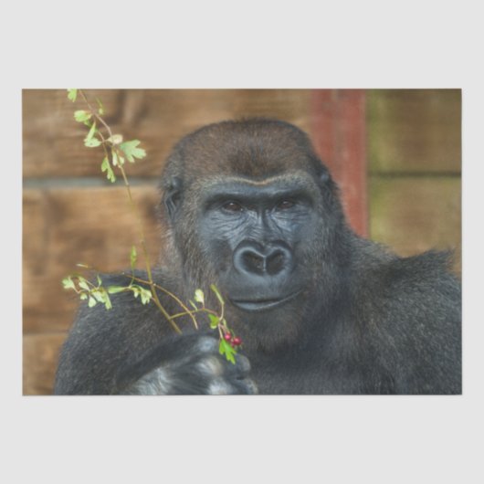 Gorilla en zijn bessen tissuepapier (Voorkant)