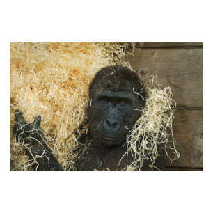 Gorilla en zijn houtwol foto afdruk