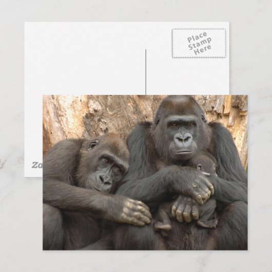 Gorilla Family Briefkaart (Voorkant / Achterkant)