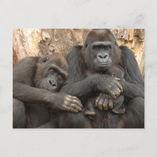 Gorilla Family Briefkaart