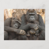 Gorilla Family Briefkaart (Voorkant)