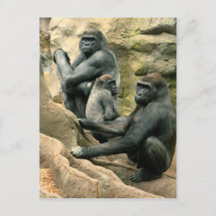 Gorilla Family Briefkaart
