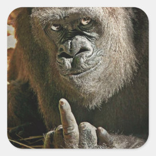 Gorilla Finger Vierkante Sticker
