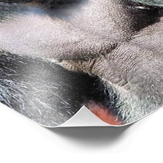 GORILLA FOTO AFDRUK (Hoek)