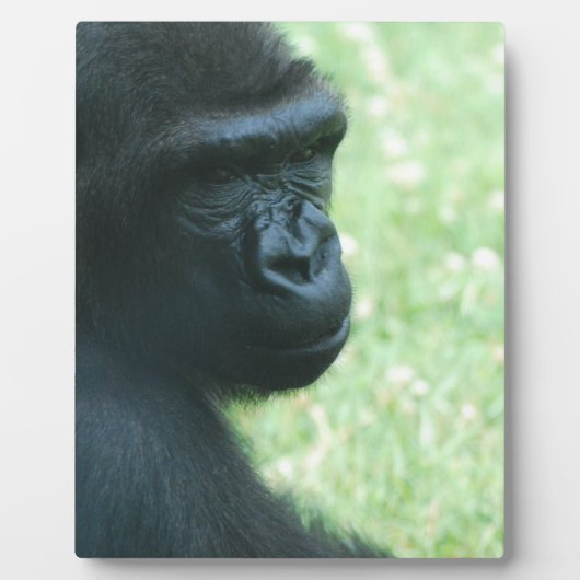 Gorilla Gaze Plaque Fotoplaat (Voorkant)