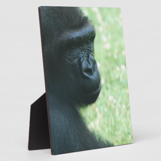Gorilla Gaze Plaque Fotoplaat (Zijkant)