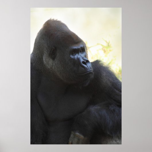 Gorilla Gaze Poster -40x60 -andere beschikbare for (Voorkant)