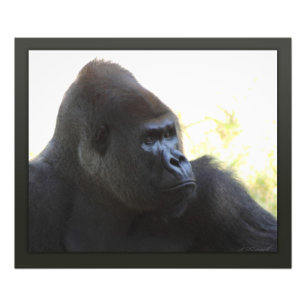 Gorilla Gaze Print -24x20 -andere beschikbare form Foto Afdruk