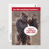 Gorilla Gevangenisvergrendeling tijdens de schuilp Briefkaart (Voorkant / Achterkant)