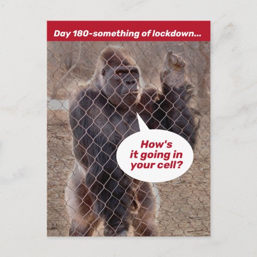 Gorilla Gevangenisvergrendeling tijdens de schuilp Briefkaart (Voorkant)