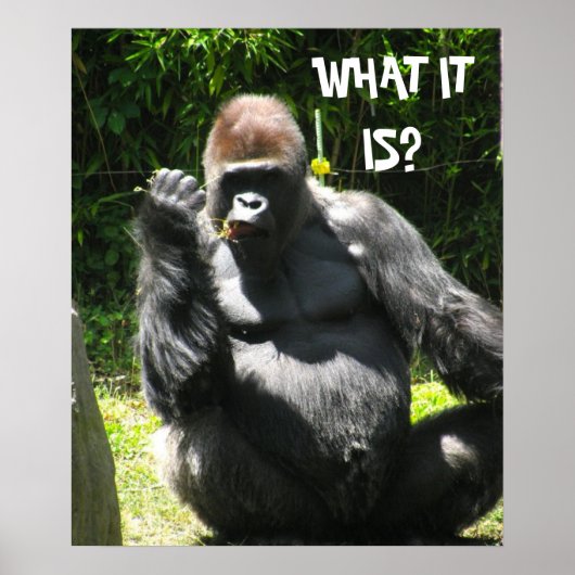 GORILLA GREETING poster (Voorkant)