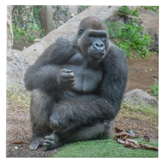 Gorilla in de keramische tegel van de dierentuin tegeltje (Voorkant)