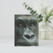 Gorilla in de Mist-Briefkaarten Briefkaart (Staand voorkant)