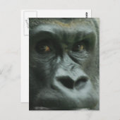 Gorilla in de Mist-Briefkaarten Briefkaart (Voorkant / Achterkant)