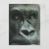 Gorilla in de Mist-Briefkaarten Briefkaart (Voorkant)