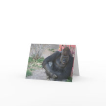 Gorilla in de zon