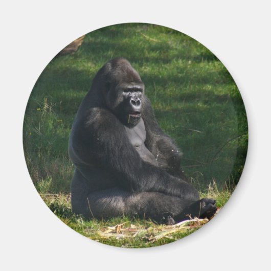 Gorilla in de Zonnemaget Magneet (Voorkant)
