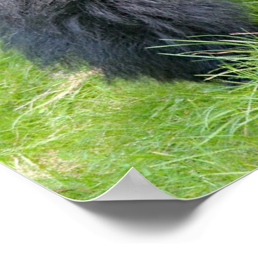 gorilla in het oerwoud poster (Hoek)