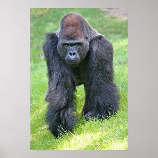 gorilla in het oerwoud poster (Voorkant)