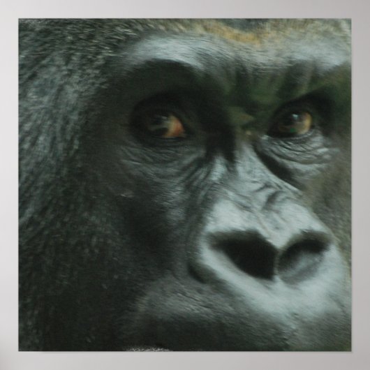 Gorilla in het Poster Mist (Voorkant)
