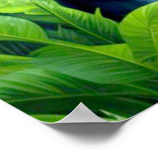 GORILLA IN HET REGENWOUD 7 POSTER (Hoek)