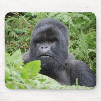 Gorilla in Rwanda Muismat